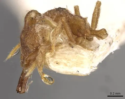 Strumigenys koningsbergeri - CASENT0909316