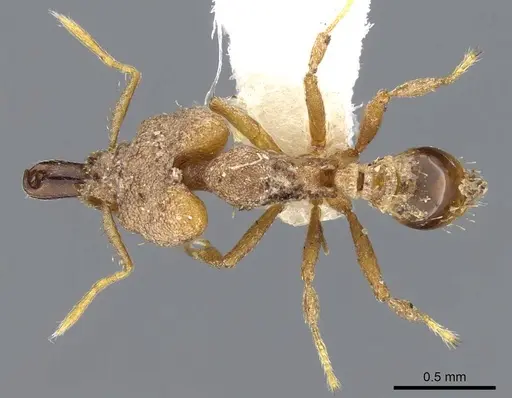 Strumigenys koningsbergeri - CASENT0914836