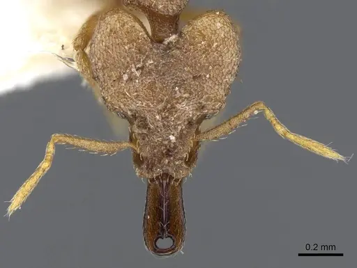 Strumigenys koningsbergeri - CASENT0914836