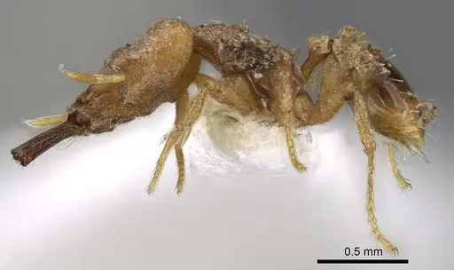 Strumigenys koningsbergeri - CASENT0914836