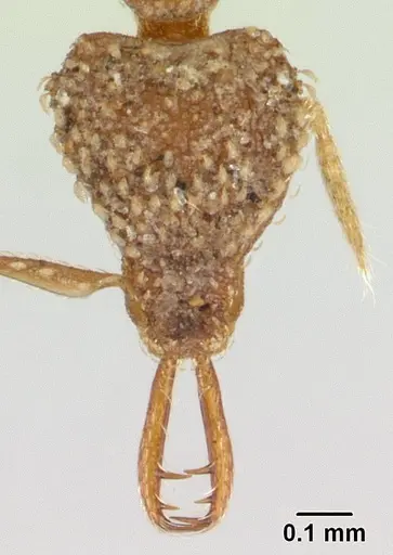 Strumigenys korahyla specimen