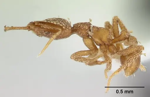 Strumigenys korahyla specimen