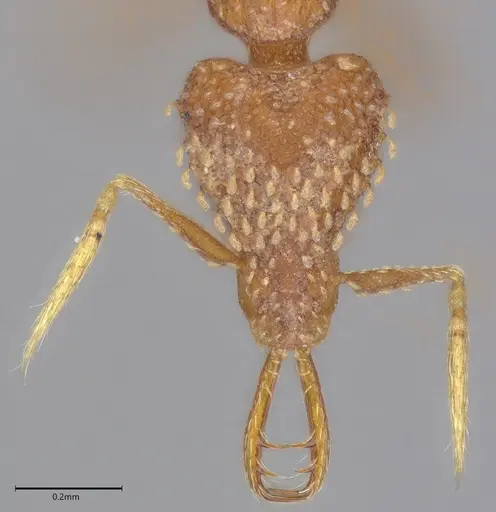 Strumigenys korahyla - CASENT0763699