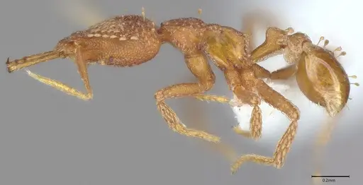 Strumigenys korahyla - CASENT0763699