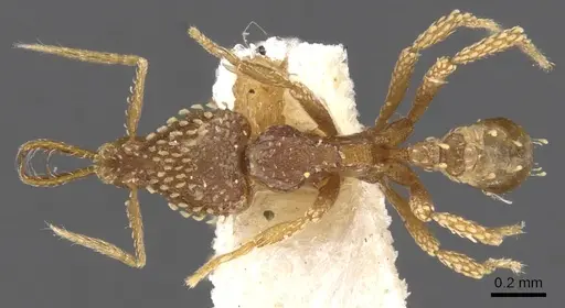 Strumigenys korahyla - CASENT0900625