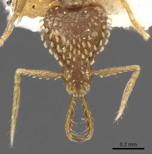 Strumigenys korahyla - CASENT0900625