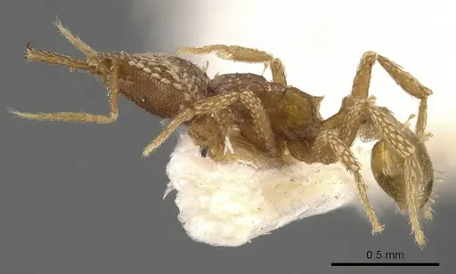 Strumigenys korahyla - CASENT0900625