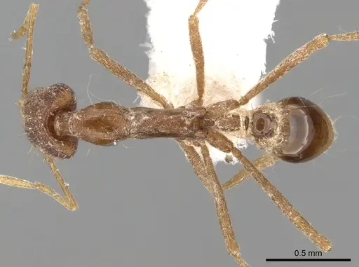 Strumigenys kraepelini specimen