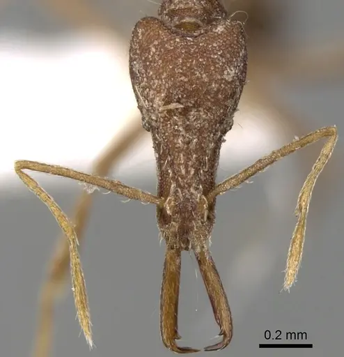 Strumigenys kraepelini specimen