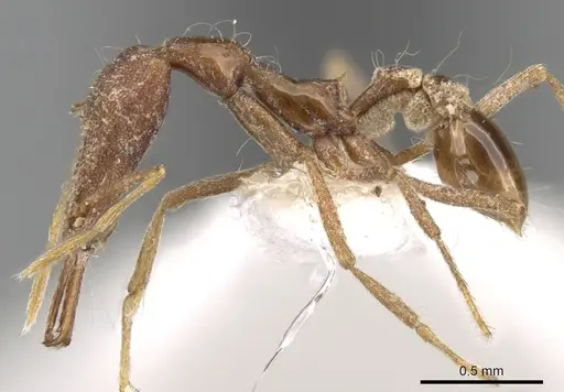 Strumigenys kraepelini specimen