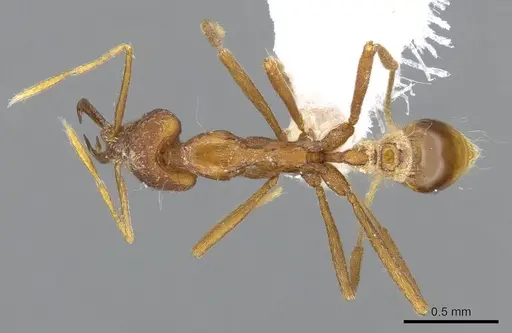 Strumigenys kraepelini - CASENT0914954