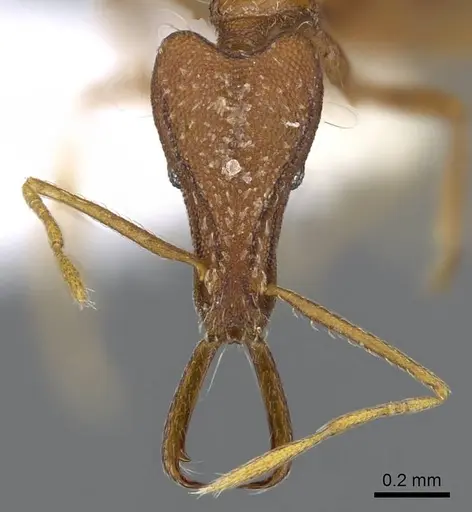 Strumigenys kraepelini - CASENT0914954