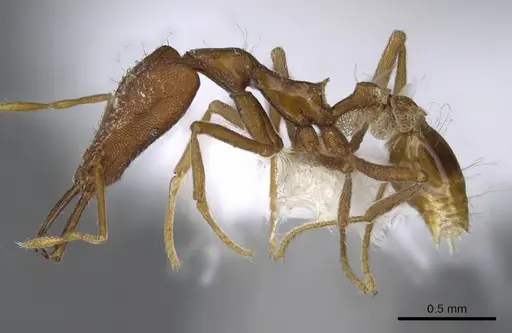 Strumigenys kraepelini - CASENT0914954