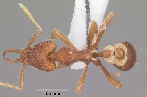 Strumigenys kumadori specimen