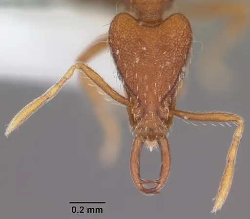 Strumigenys kumadori specimen