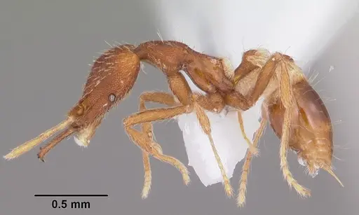 Strumigenys kumadori specimen