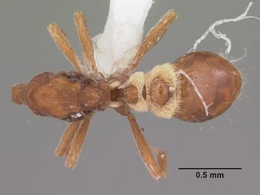 Strumigenys kumadori - CASENT0102910