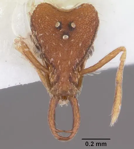 Strumigenys kumadori - CASENT0102910