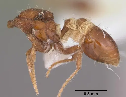 Strumigenys kumadori - CASENT0102910