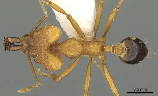 Strumigenys kyroma specimen