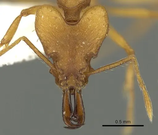 Strumigenys kyroma specimen