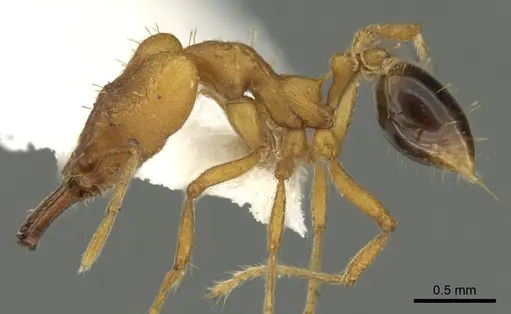 Strumigenys kyroma specimen