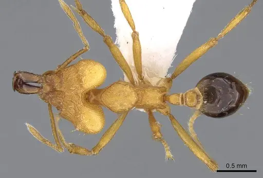 Strumigenys kyroma - CASENT0914837