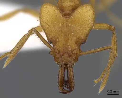 Strumigenys kyroma - CASENT0914837