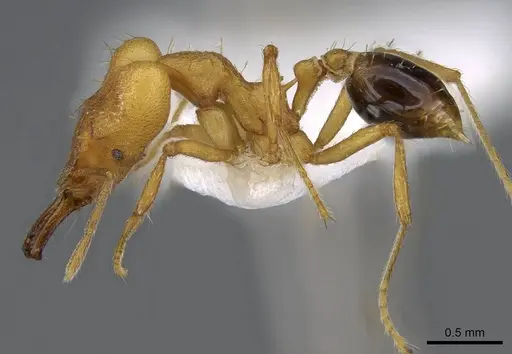 Strumigenys kyroma - CASENT0914837