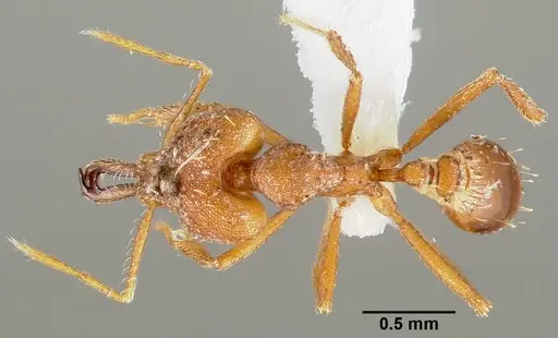 Strumigenys labaris specimen
