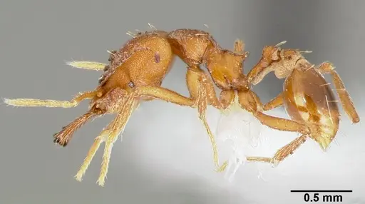 Strumigenys labaris specimen