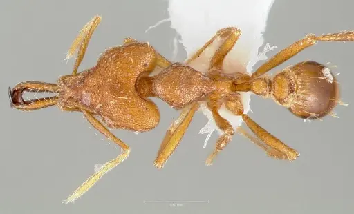 Strumigenys labaris - CASENT0005565