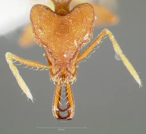 Strumigenys labaris - CASENT0005565