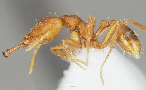 Strumigenys labaris - CASENT0005565