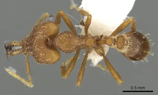 Strumigenys labaris - CASENT0900706