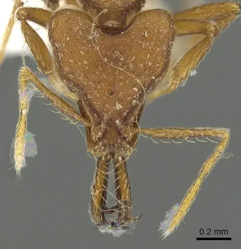 Strumigenys labaris - CASENT0900706