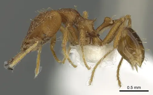 Strumigenys labaris - CASENT0900706