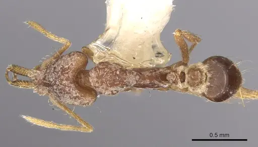 Strumigenys lacacoca specimen