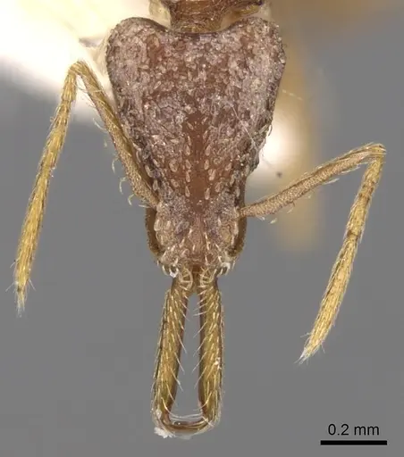 Strumigenys lacacoca specimen