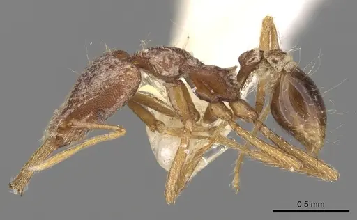 Strumigenys lacacoca specimen