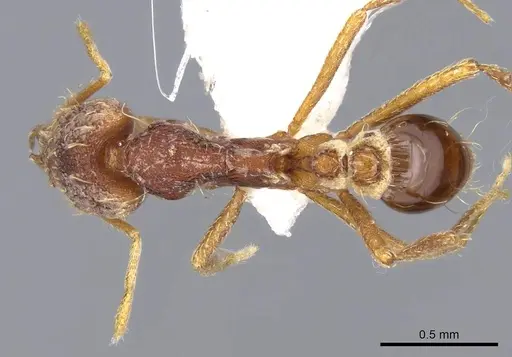 Strumigenys lacacoca - CASENT0914740