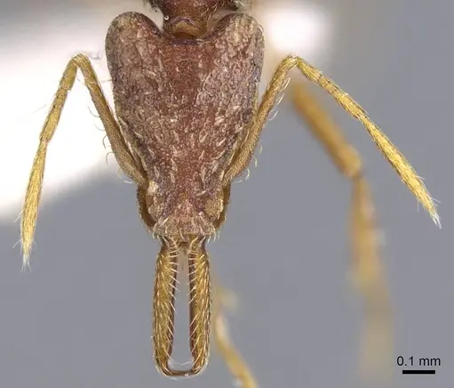 Strumigenys lacacoca - CASENT0914740