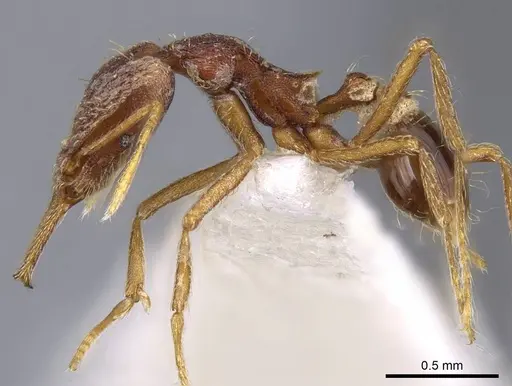 Strumigenys lacacoca - CASENT0914740