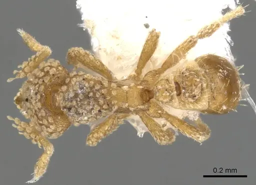 Strumigenys lachesis specimen