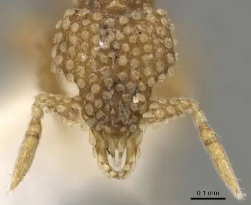 Strumigenys lachesis specimen