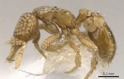 Strumigenys lachesis specimen