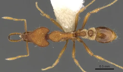 Strumigenys lacunosa specimen