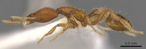 Strumigenys lacunosa specimen