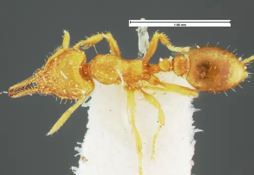 Strumigenys laevipleura specimen