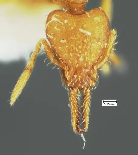 Strumigenys laevipleura specimen